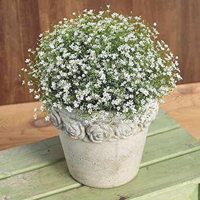 Aro Gypsophila Seed(17 per packet)