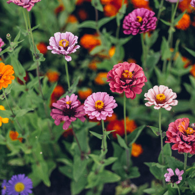 GREENSEA Mixed Colour Zinnia Flower Seed(36 per packet)
