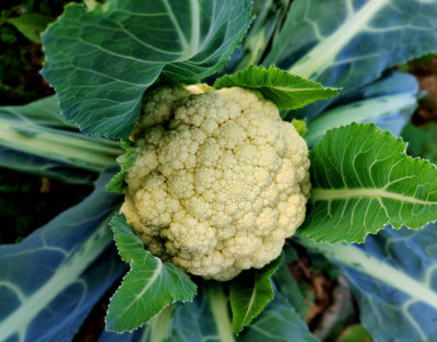 SHREE BALA JI VENTURES white cauliflower,gobhee seeds Seed(13 per packet)