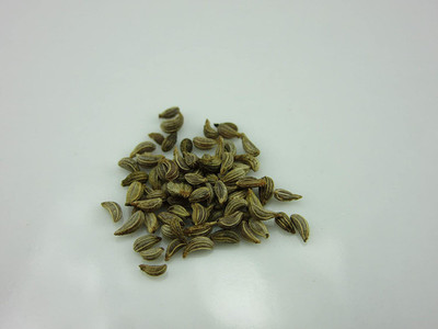 WILLVINE GUA-263 Giant Amazon Carrot Seeds Seed(500 per packet)