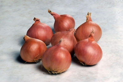 KNESSiN Shallot Onion Seed(200 per packet)