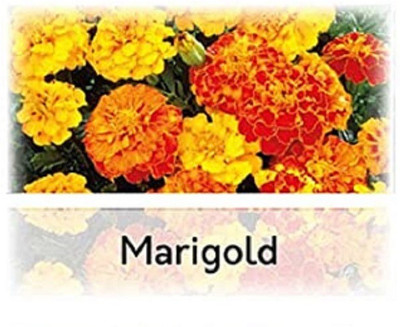 CYBEXIS Marigold Flower Seeds-50 Seeds Seed(50 per packet)