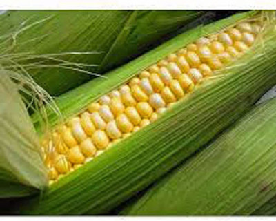CYBEXIS XLL-69 - Corn BI-Color Butter N Sugar - (250 Seeds) Seed(250 per packet)