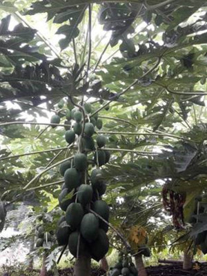 Cosmos Red Lady 786 Papaya Taiwan Seeds F1 Hybrid Seed(20 Seeds) Seed(100 per packet)