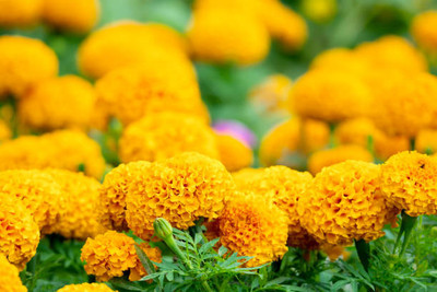 PABBA marigold/gende ka phool flower seeds Seed(50 per packet)