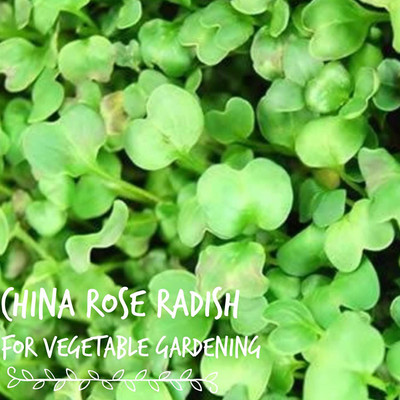 WILLVINE LX-356 China Rose Radish Sprouting Seeds Seed(500 per packet)
