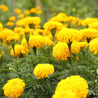 DEYS AGRO ™ genda phool seeds, african marigold flower seeds hybrid, premium mix Seed(20 per packet)