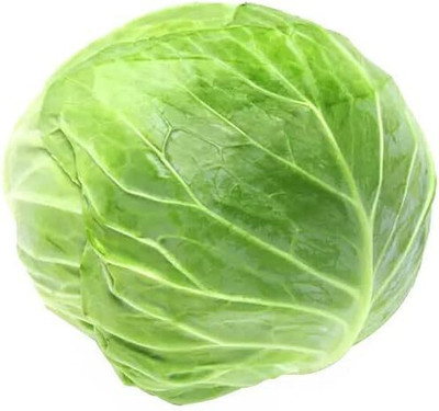 WILLVINE VMR -V Golden Acre Cabbage Seed [50g] Seed(15000 per packet)