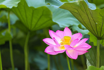 worldex lotus,kamal gatta Seed(10 per packet)
