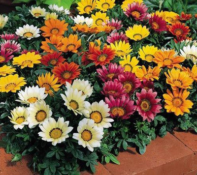 INTRA Gazania Kiss Mix Flower Seed(100 per packet)