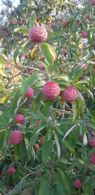 MAA LITCHI,LICHEE,LYCHEE Seed(10 per packet)
