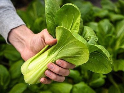 Atlus SHANGHAI GREEN PAK CHOY Seed(50 per packet)