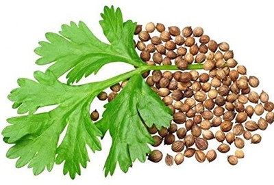 KNESSiN Herb, ORG Coriander Cilantro for Leaf-{2000 Seeds} Seed(2000 per packet)