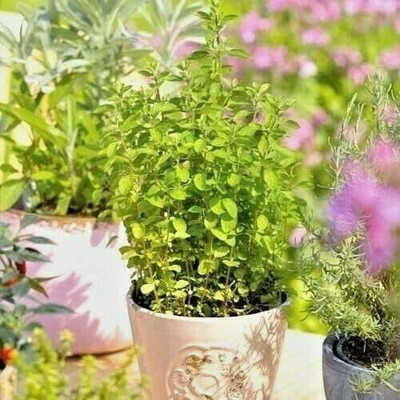 CYBEXIS PUAS-9 - Italian Oregano (origanum vulgare) - (1350 Seeds) Seed(1350 per packet)