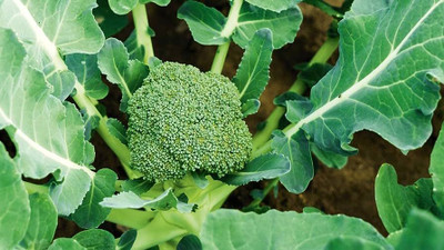 Seedsqlty Broccoli seeds green, high germination (30 seeds) Seed(30 per packet)
