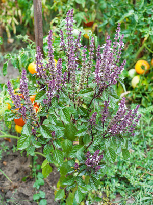 VibeX ® VMR-2 Basil 'Queen of Sheba' Seed(1000 per packet)