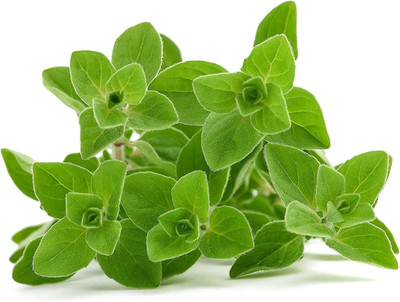 VibeX ® VXI-109 Oregano Seeds Greek, Heirloom Seed(200 per packet)