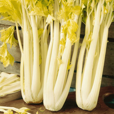 CYBEXIS GBPUT-78 - Golden Pascal Celery - (250 Seeds) Seed(250 per packet)