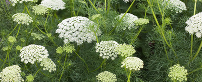 VibeX GBPUT-78 - QUEEN ANNE LACE White Bishops FlowerWild Carrot - (180 Seeds) Seed(180 per packet)