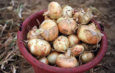 WILLVINE VXI-56 Vidalia Sweet Onion Seeds Seed(2000 per packet)