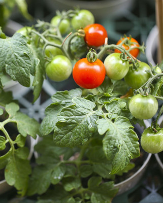 jkfarm Tomato Seed(2000 per packet)