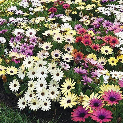 Lorvox Painted Mix Daisy Flower Seed(85 per packet)