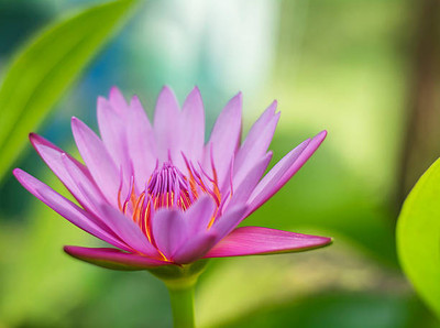 MOTREX lotus,kamal gatta Seed(10 per packet)