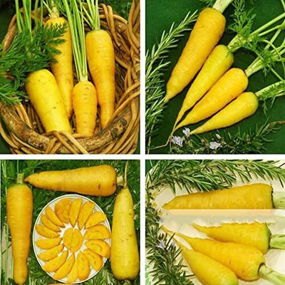 Qualtivate HUA-9A Solar Yellow Carrot Seeds Seed(300 per packet)