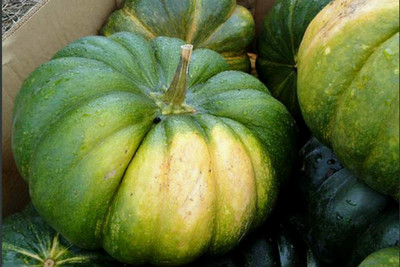 Aywal Pumpkin Mix Giant Heirloom Seed(45 per packet)