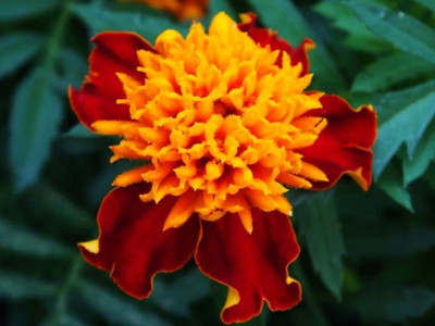 VibeX ® RXI-482 Hybrid Marigold Seeds Seed(500 per packet)
