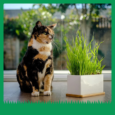 CYBEXIS XLL-1 - Cat Wheatgrass - (2500 Seeds) Seed(2500 per packet)