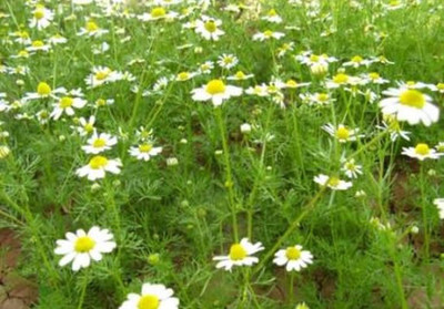 CYBEXIS LXI-90 - German Chamomile Herb - (2250 Seeds) Seed(2250 per packet)