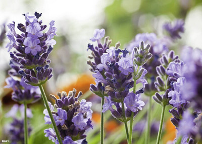 Quentova Real lavender - Lavandula angustifolia-QLTY-2G Seed(100 per packet)