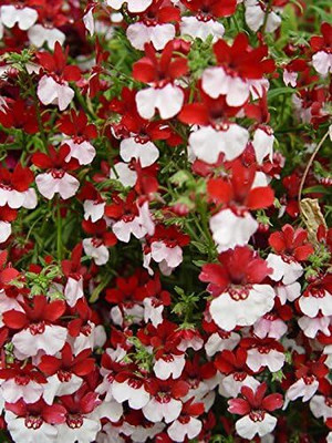 LPR NEMESIA Seed(20 per packet)