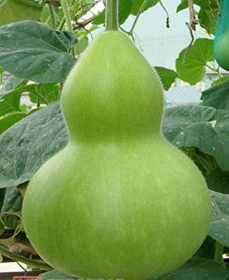 CYBEXIS NBIR-93 - Smallfruit Bottle Gourd Vegetable - (100 Seeds) Seed(100 per packet)