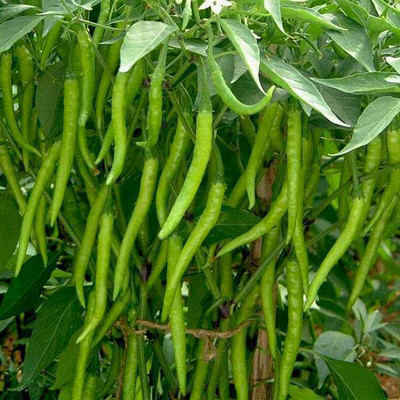 Pbevergreen kashmiri chilli seeds Seed(1760 per packet)