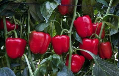 CYBEXIS GUA-66 - Capsicum/bellpepper Red Wonder - (1350 Seeds) Seed(1350 per packet)