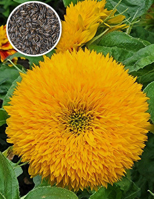Seedsilk Store Double Sunflower Seeds For Planting Heirloom Non-GMO Seed(30 per packet)