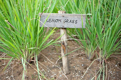 ALPINE HYBRID SEEDS LEMONE GRASS Seed(50 per packet)