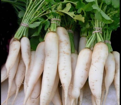 VINTI Daikon Radish Seeds Seed(300 per packet)