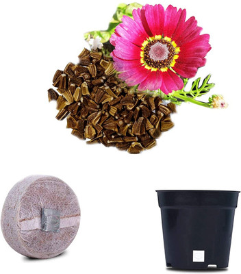 VibeX ® XII-35-Crysenthemum Carrinatum F1 Hybrid Combo with Potter & Rootplug Seed(35 per packet)