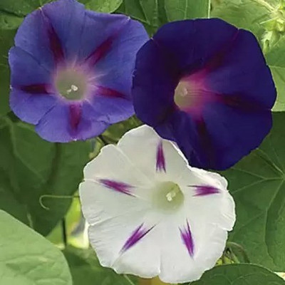 Aro Morning glory Seed(11 per packet)