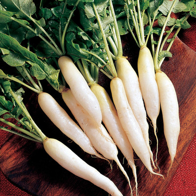 VINTI White Icicle Radish Vegetable Seed(2000 per packet)