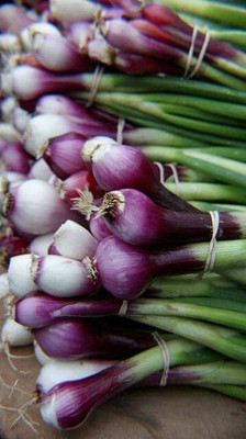 Aywal Hybrid Shallots onion Seed(1500 per packet)