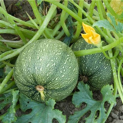 VibeX ® VLR-567 GREEN ZUCCHINI ROUND TONDO SEEDS Seed(100 per packet)