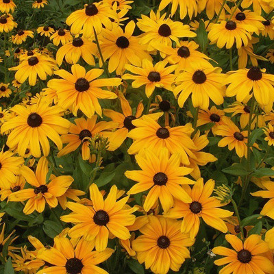 CYBEXIS Rudbeckia, Indian Summer400 Seeds Seed(400 per packet)