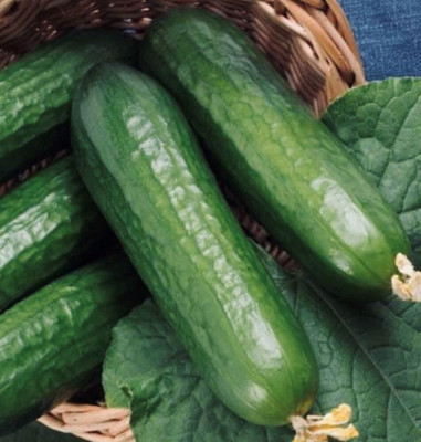 Qualtivate ICRA-5A Cucumber Seeds- BEIT Alpha CMR/MMR Seed(300 per packet)