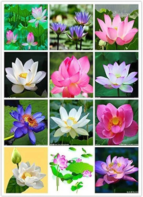 DEYS AGRO ™ japanese mix color premium lotus flower seeds, hybrid lotus, kamal gatta seed Seed(6 per packet)