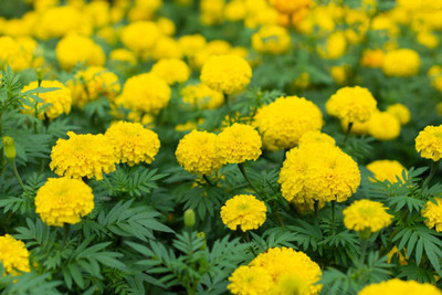 AK AGRO HYBRID SEEDS marigold/gende ka phool flower seeds Seed(50 per packet)