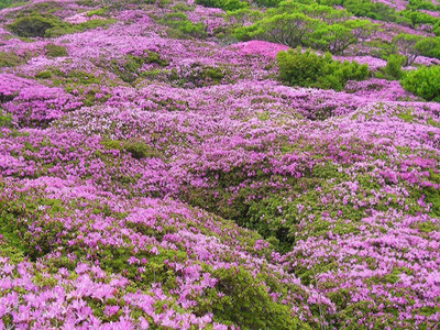 VibeX HUA-65 - Creeping Thyme - (1350 Seeds) Seed(1350 per packet)